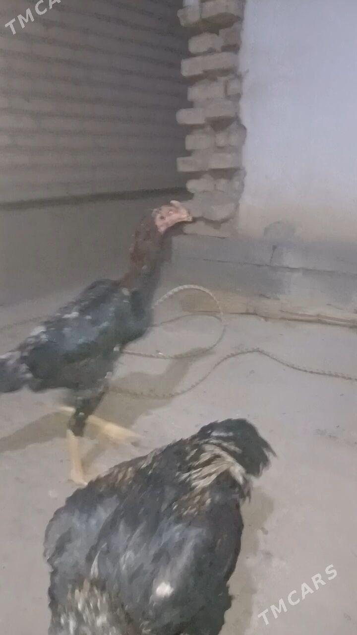 taskent horoz - Ýaşlyk - img 2