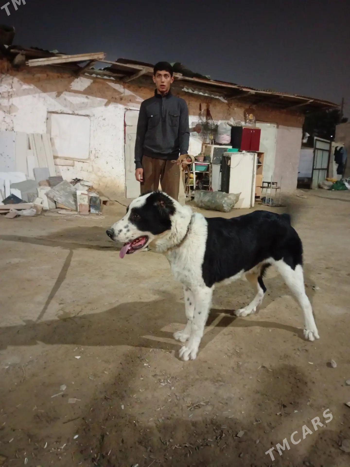 turkmen alabay - Aşgabat - img 4