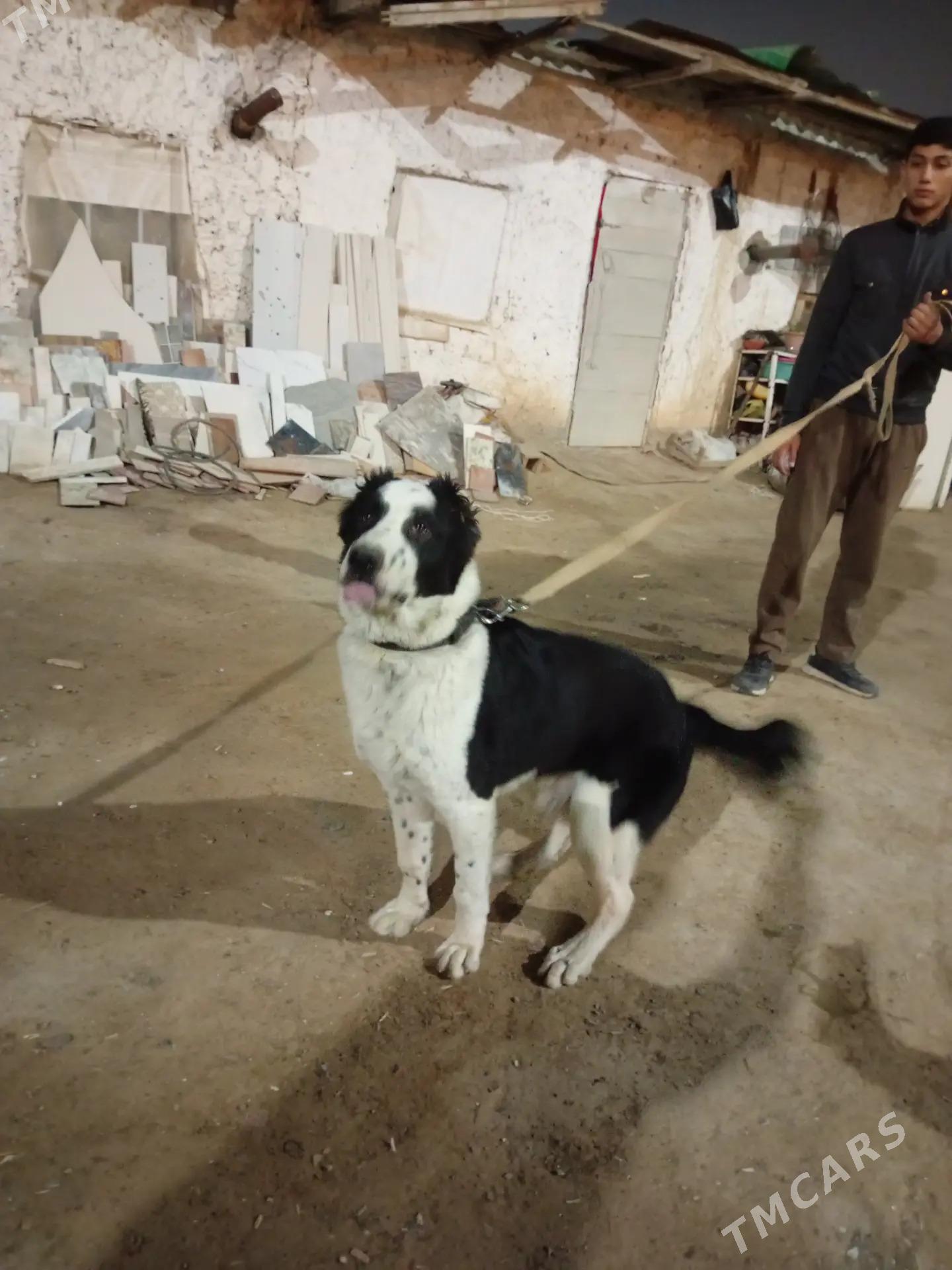 turkmen alabay - Aşgabat - img 2