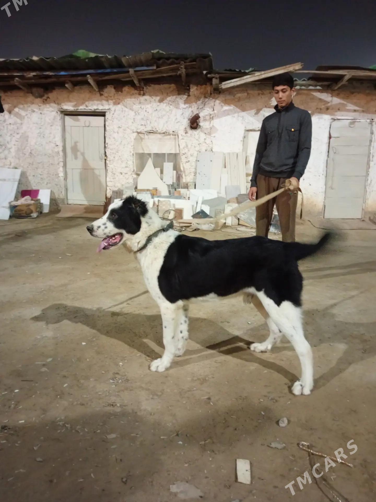 turkmen alabay - Aşgabat - img 3