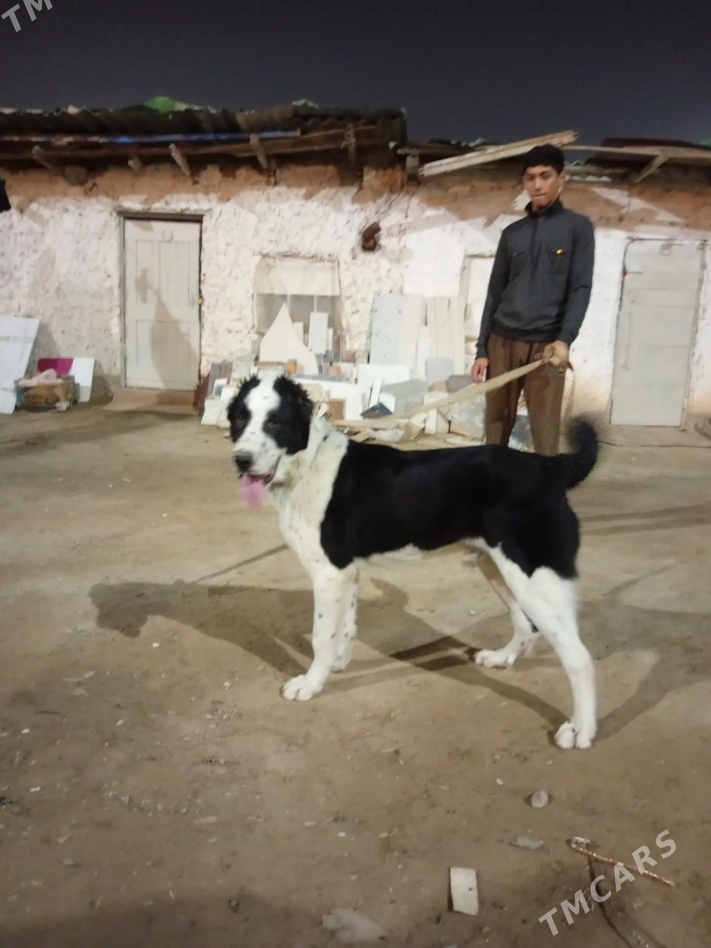 turkmen alabay - Aşgabat - img 1