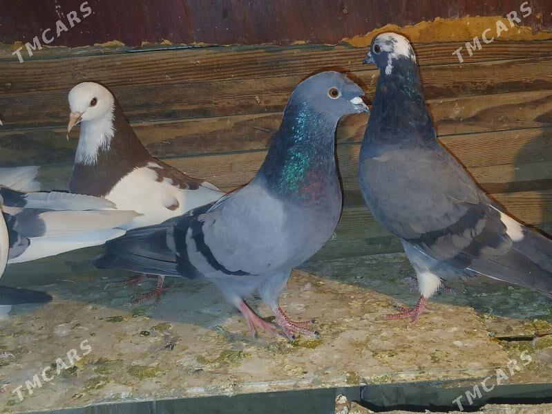 kepderi - Sakarçäge - img 2