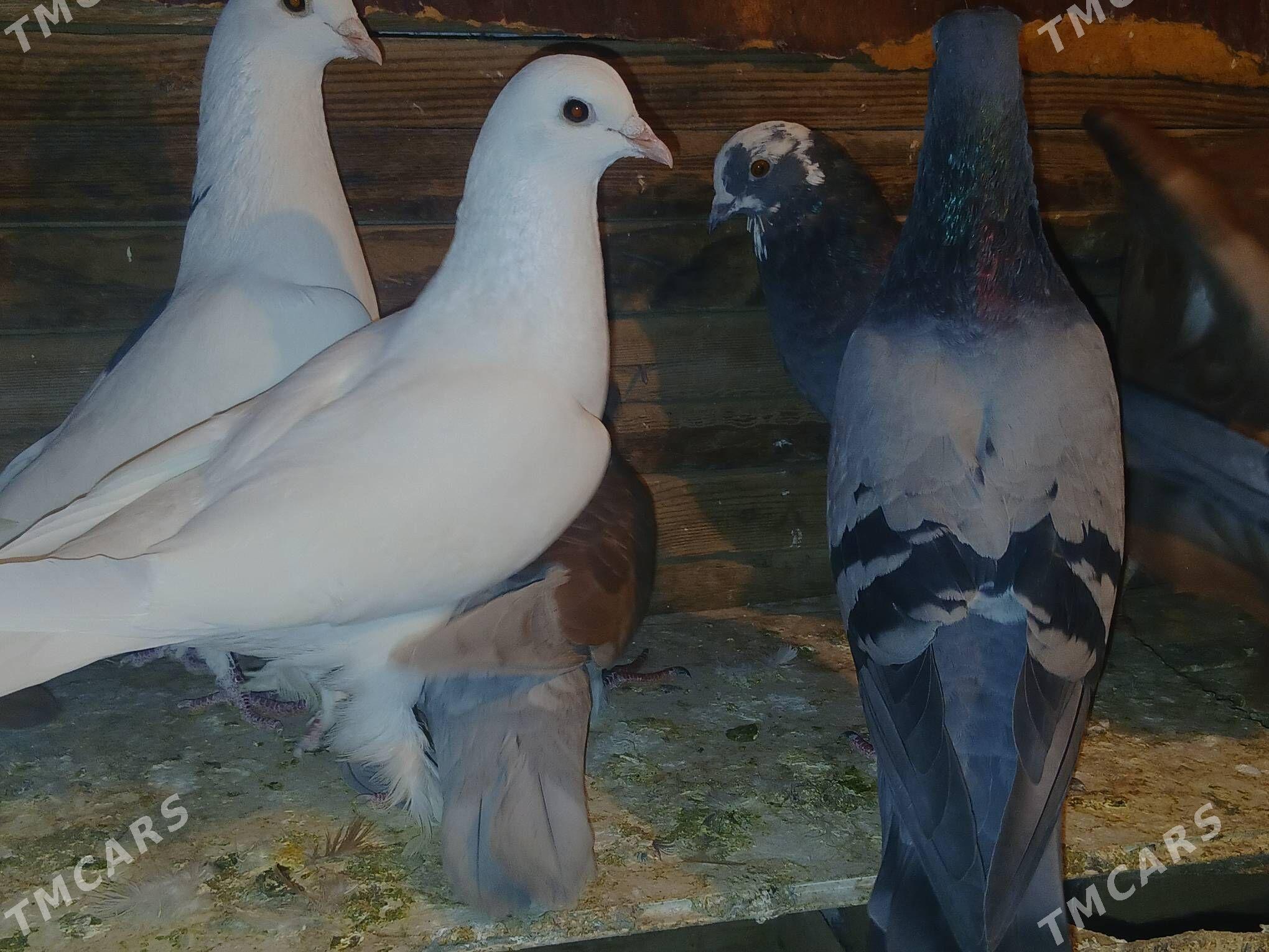 kepderi - Sakarçäge - img 5