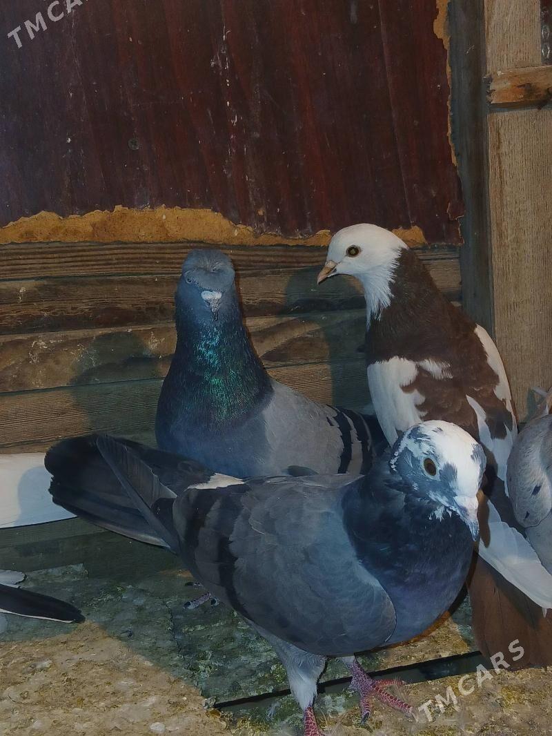 kepderi - Sakarçäge - img 6