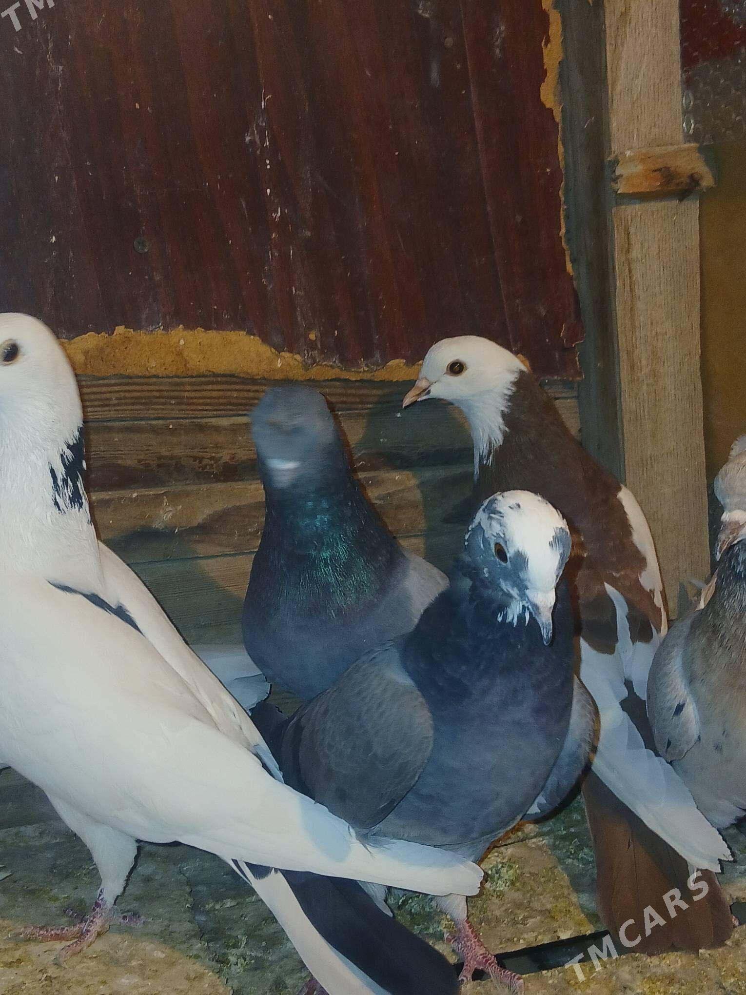 kepderi - Sakarçäge - img 10