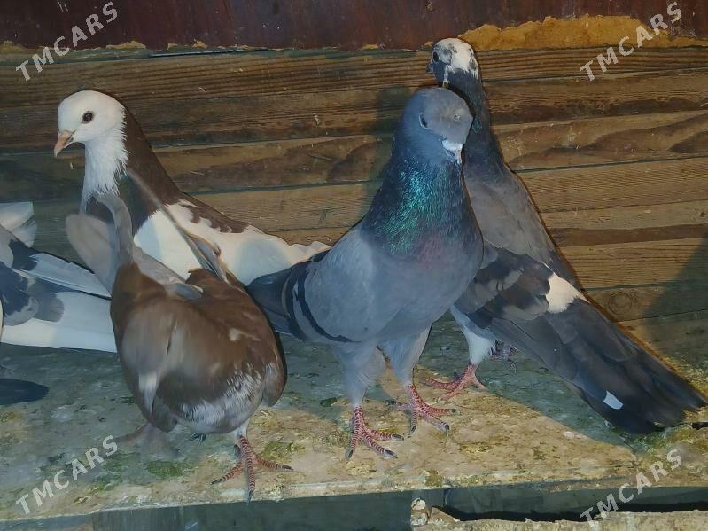 kepderi - Sakarçäge - img 9