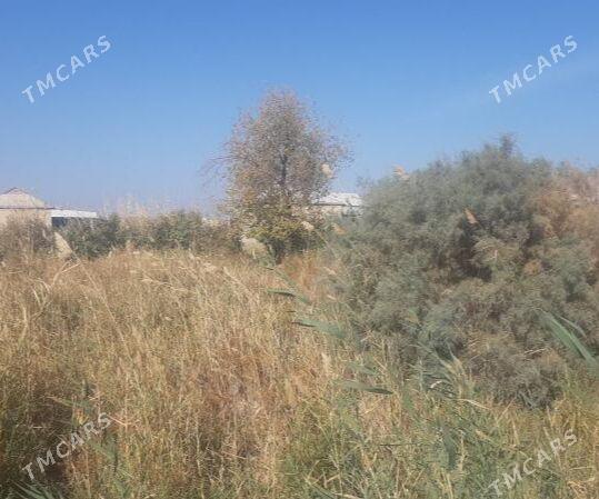 Satlyk Mellek 9 Sotuk - Sakarçäge - img 3