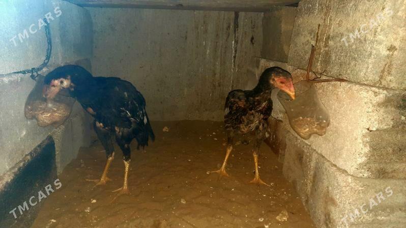 taskent ozwek ikisem horaz - Bäherden - img 4