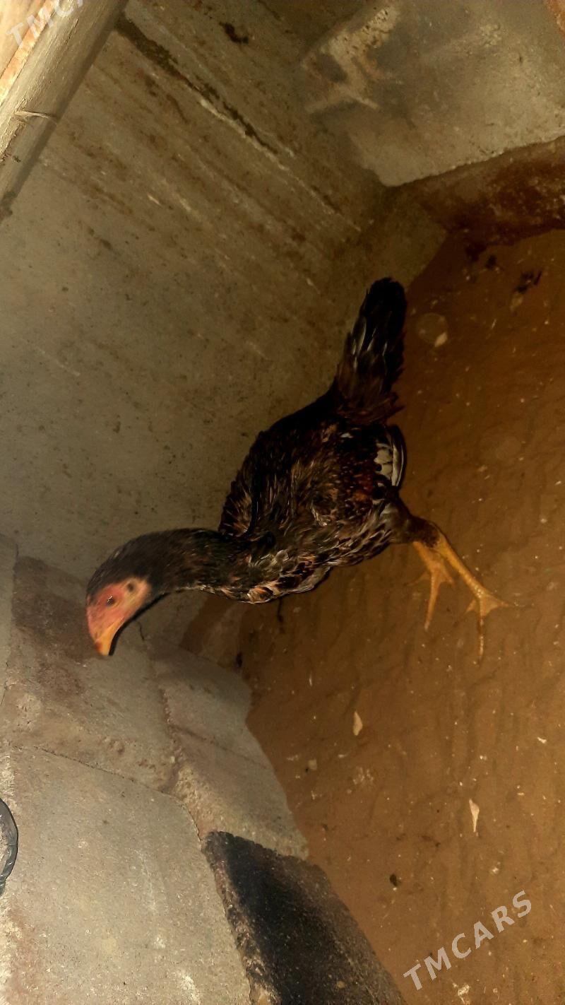 taskent ozwek ikisem horaz - Bäherden - img 3