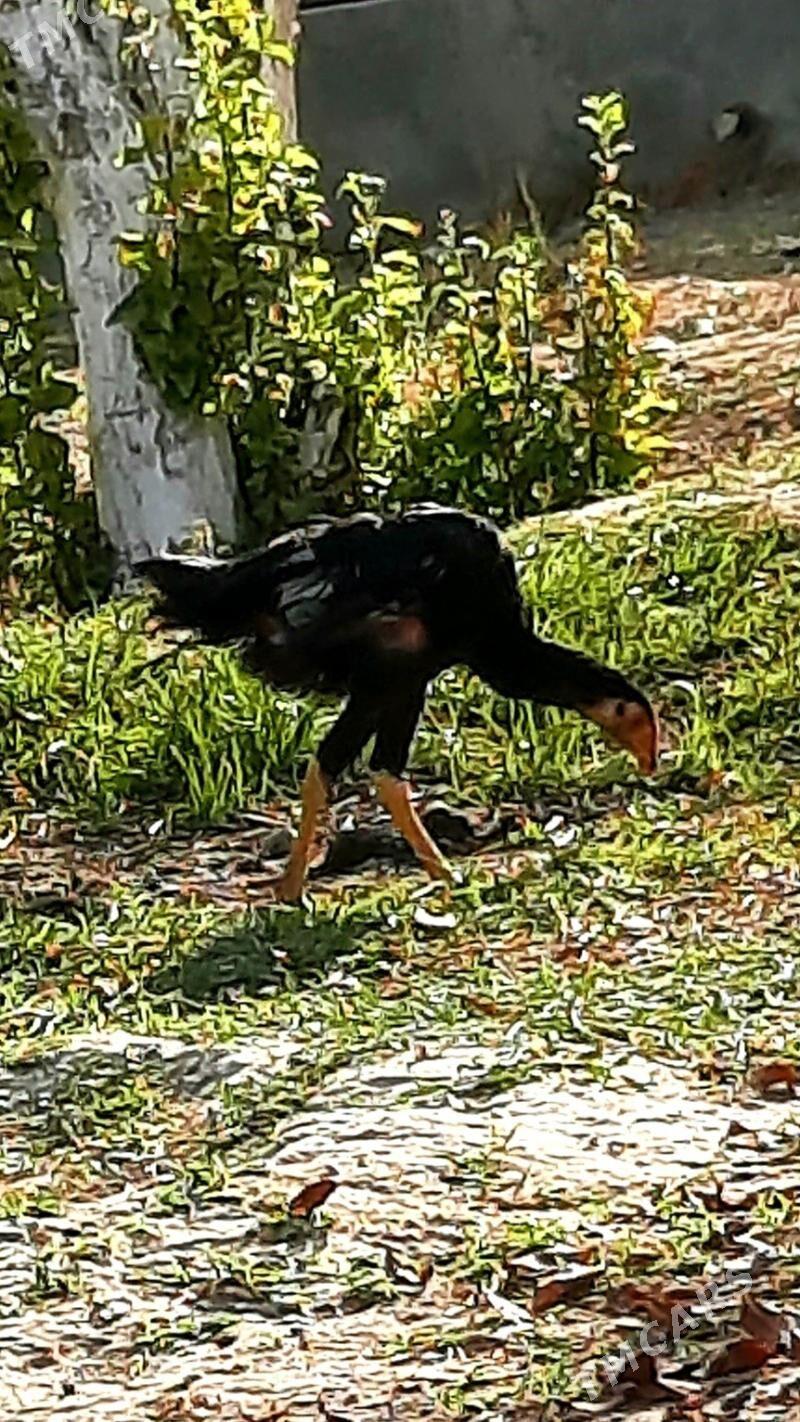 taskent ozwek ikisem horaz - Bäherden - img 2