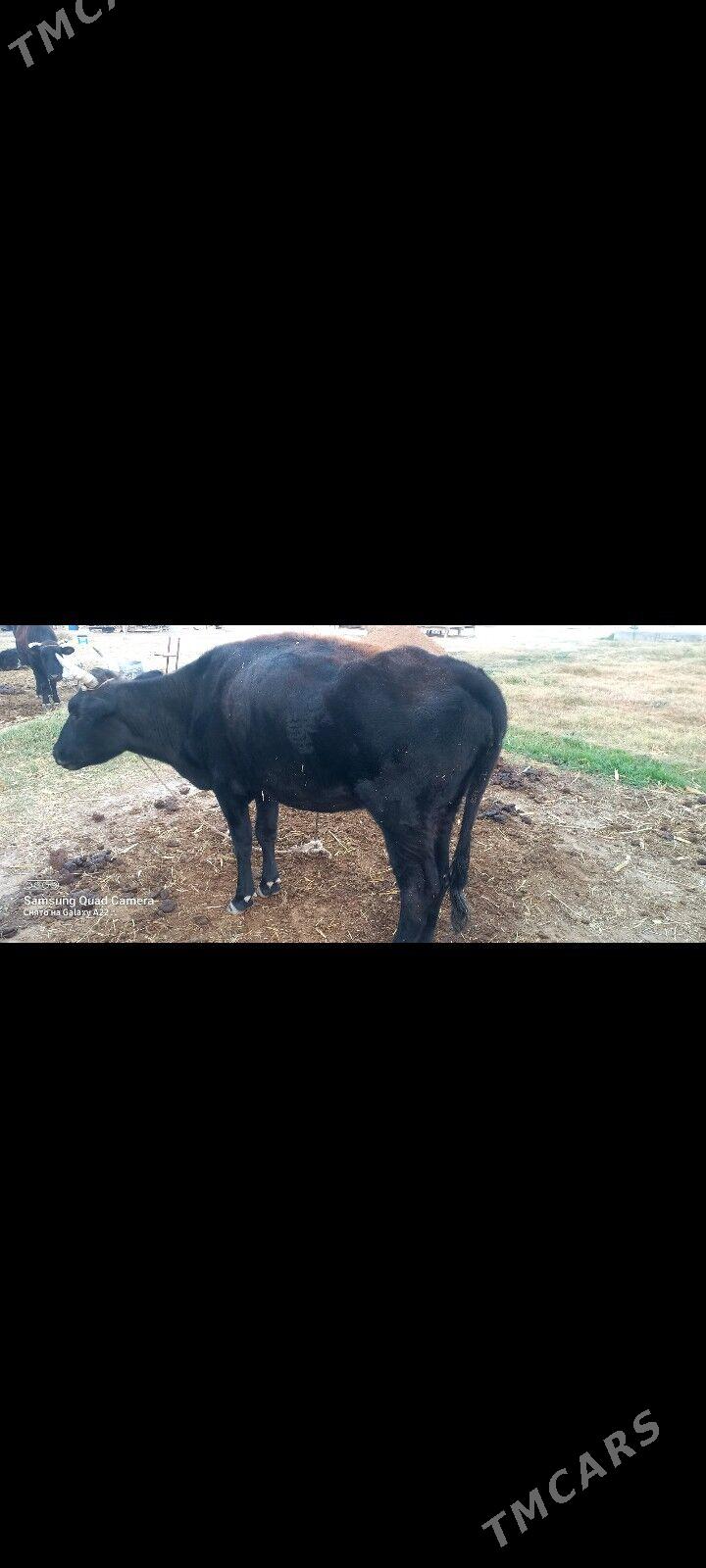 sygyr - Ak bugdaý etraby - img 2