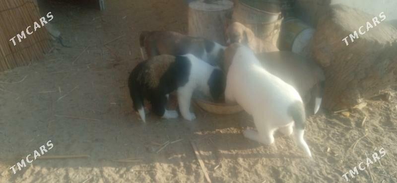 гужик - Büzmeýin - img 2