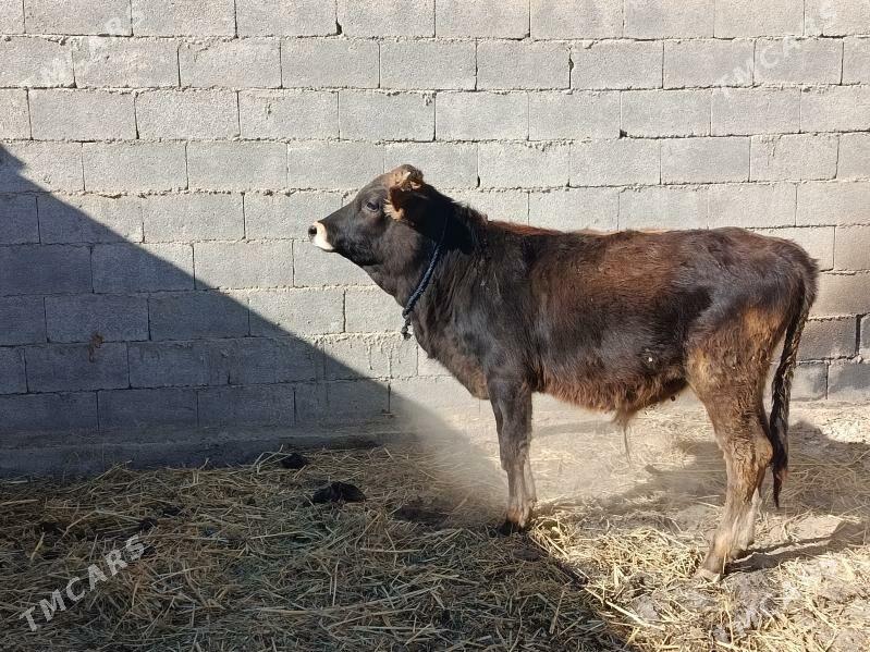 okuz - Bäherden - img 5