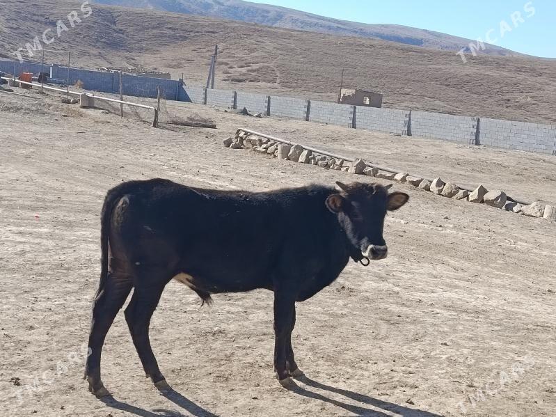 okuz - Bäherden - img 4