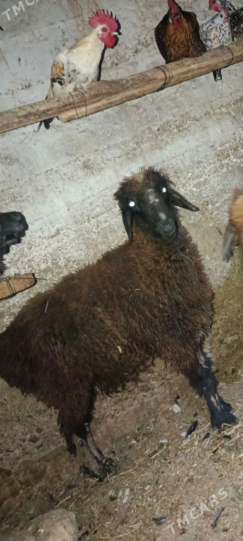 goýun - Гызыларбат - img 3