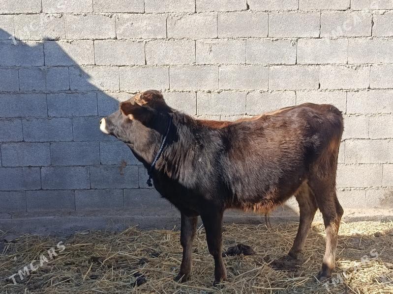 okuz - Bäherden - img 7