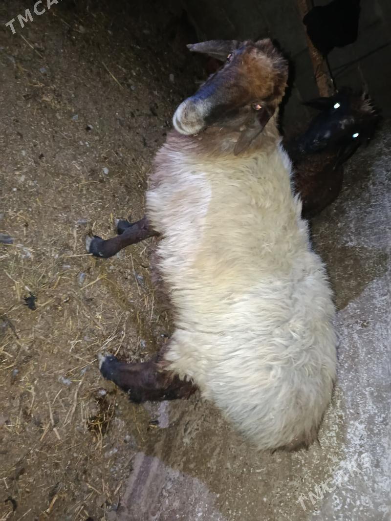 goýun - Гызыларбат - img 2