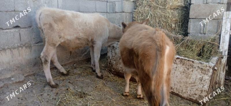 окузче - Büzmeýin - img 2