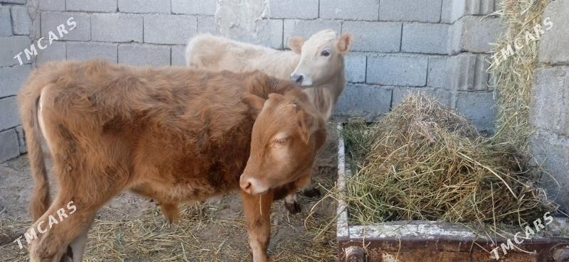 окузче - Büzmeýin - img 3