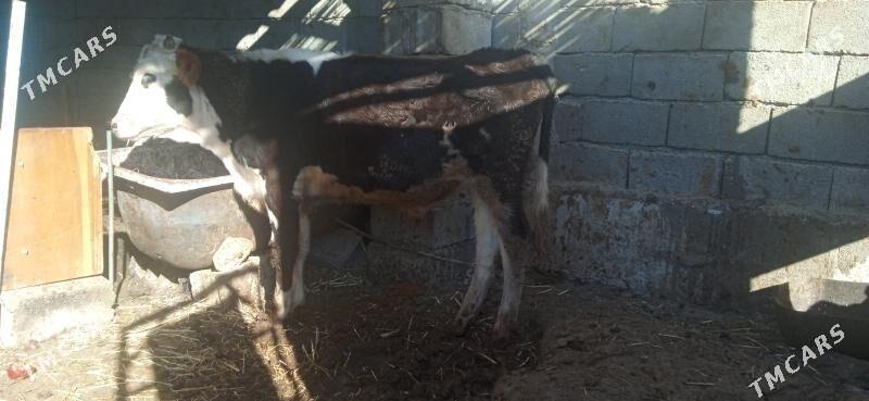 окуз - Бузмеин - img 2