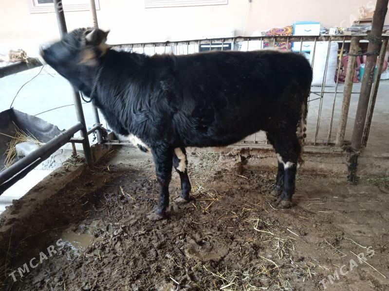 4 sany öküz - Türkmenabat - img 1