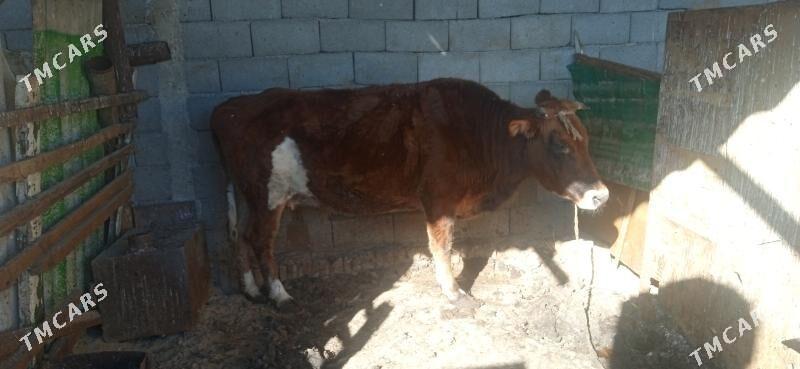 сигир - Büzmeýin - img 2