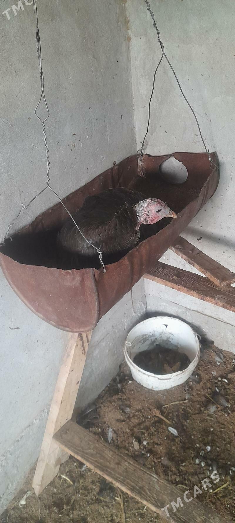 Kürik induk - Сакар - img 2