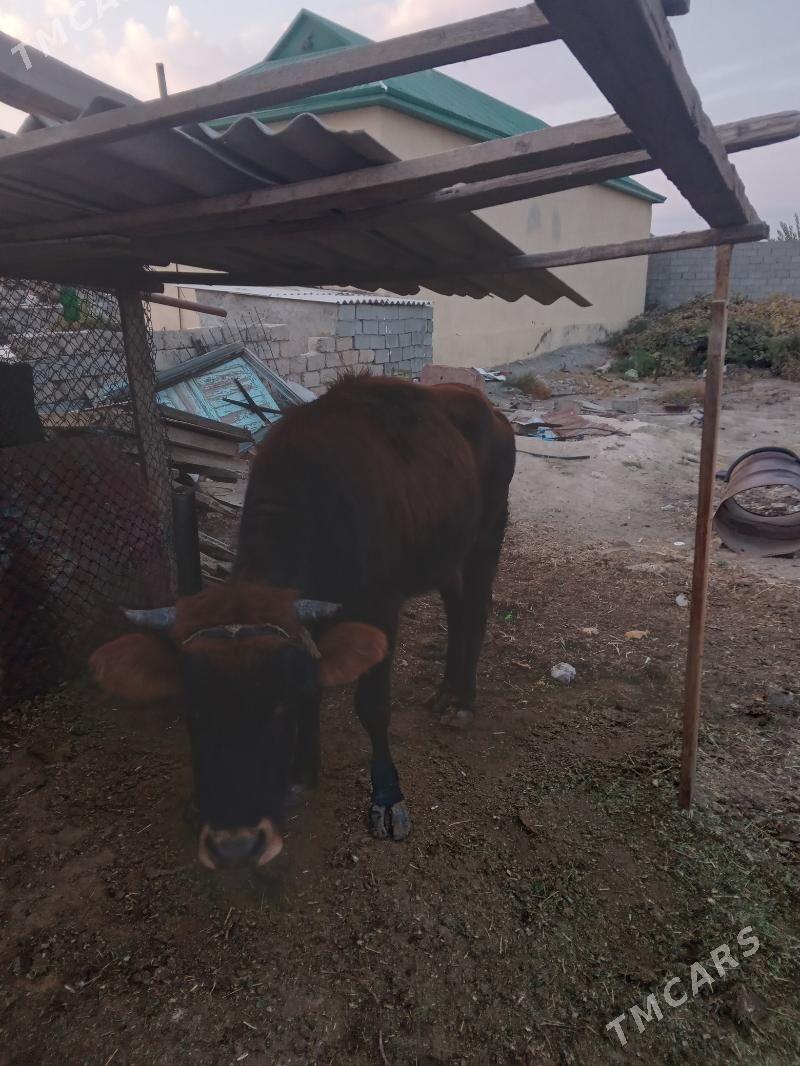 sygyr - Gypjak - img 2