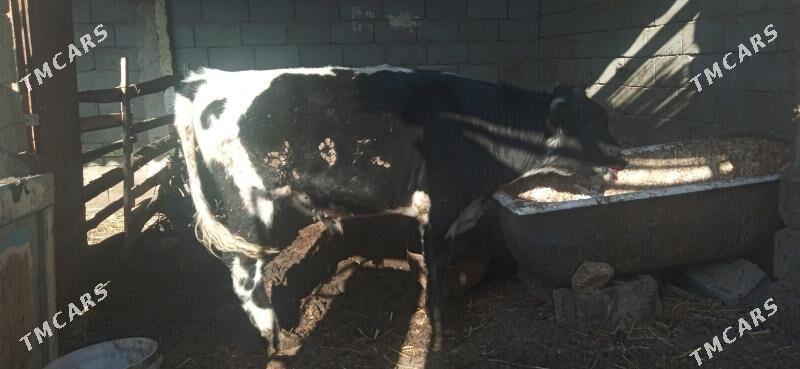 окуз - Бузмеин - img 2