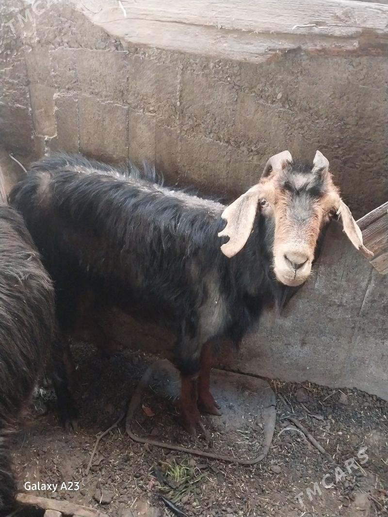 gysyr geciler - Köşi - img 5