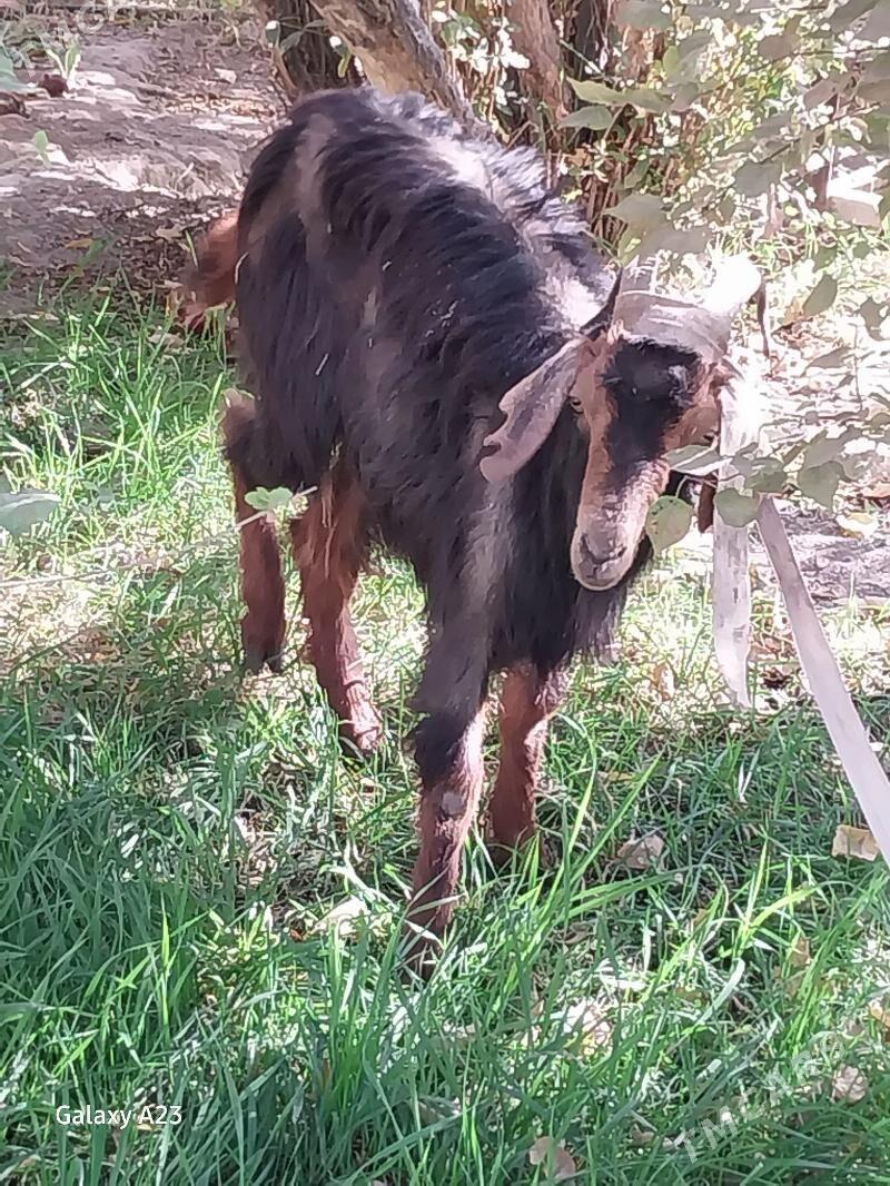 gysyr geciler - Köşi - img 2