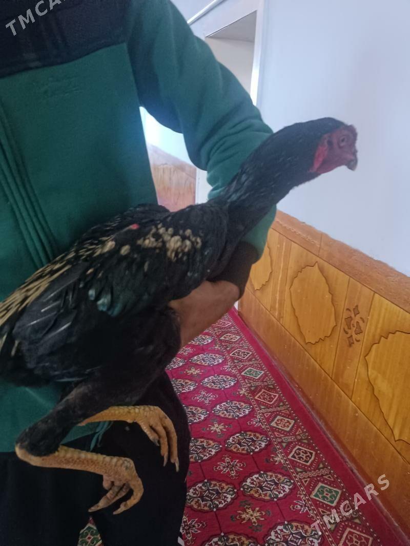 horaz - Daşoguz - img 2