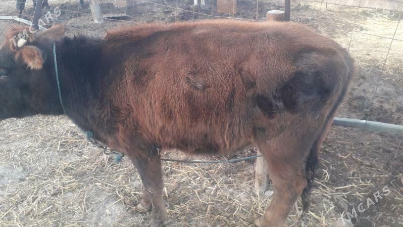 gunajyn - Çärjew - img 3