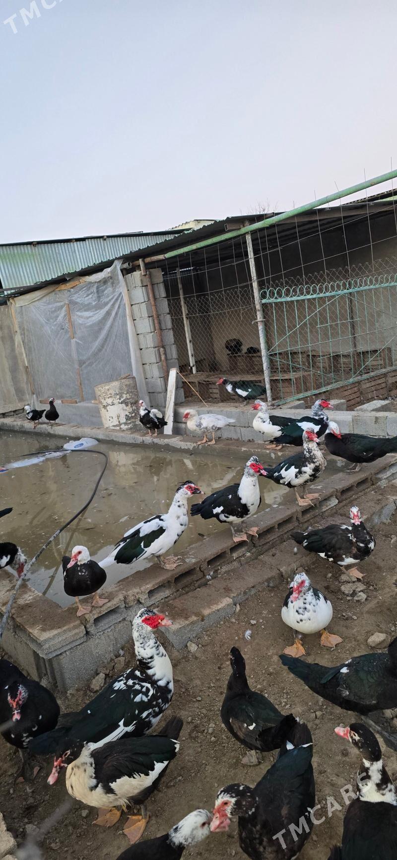 ordek indagutka - Бузмеин - img 1