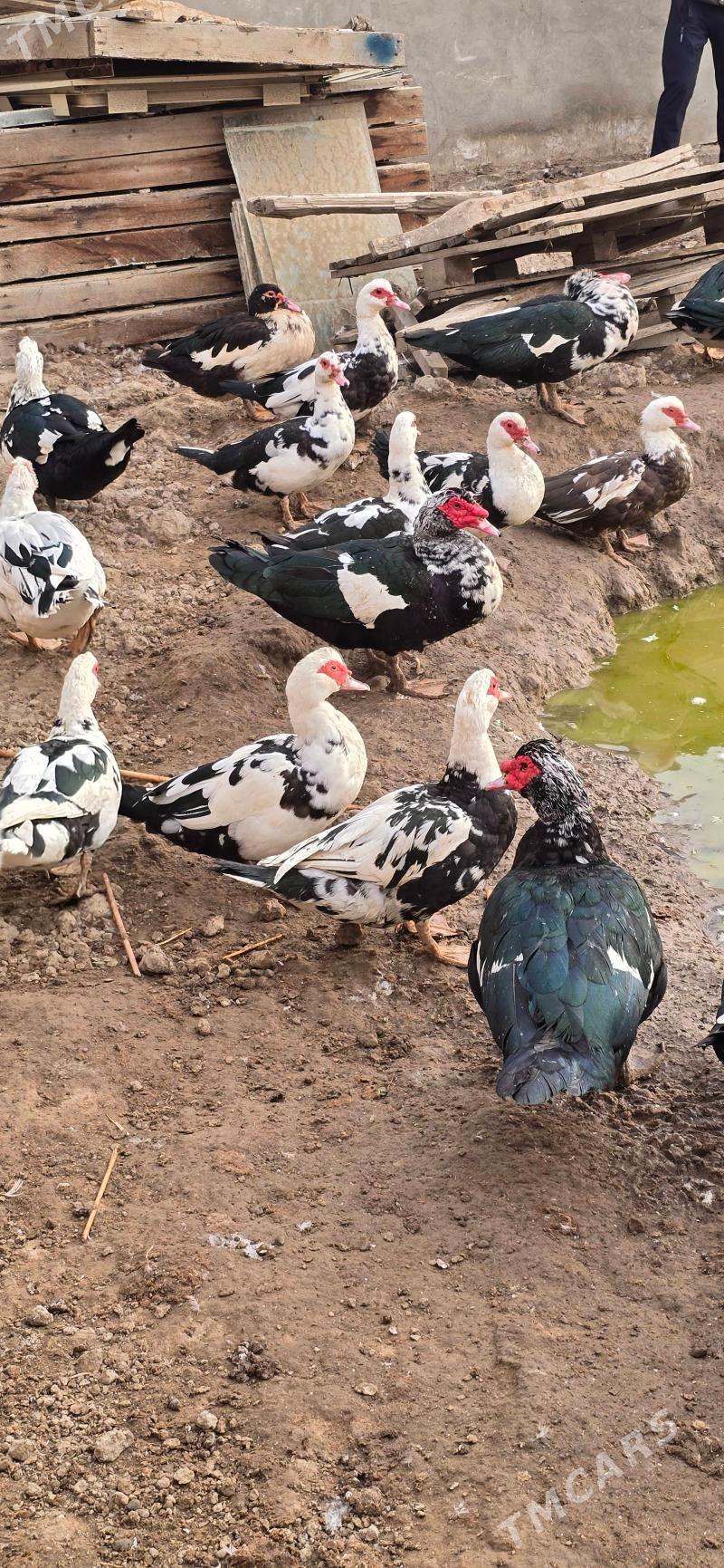 ordek indagutka - Бузмеин - img 2