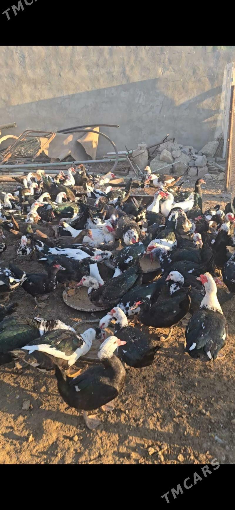 ordek indagutka - Бузмеин - img 5