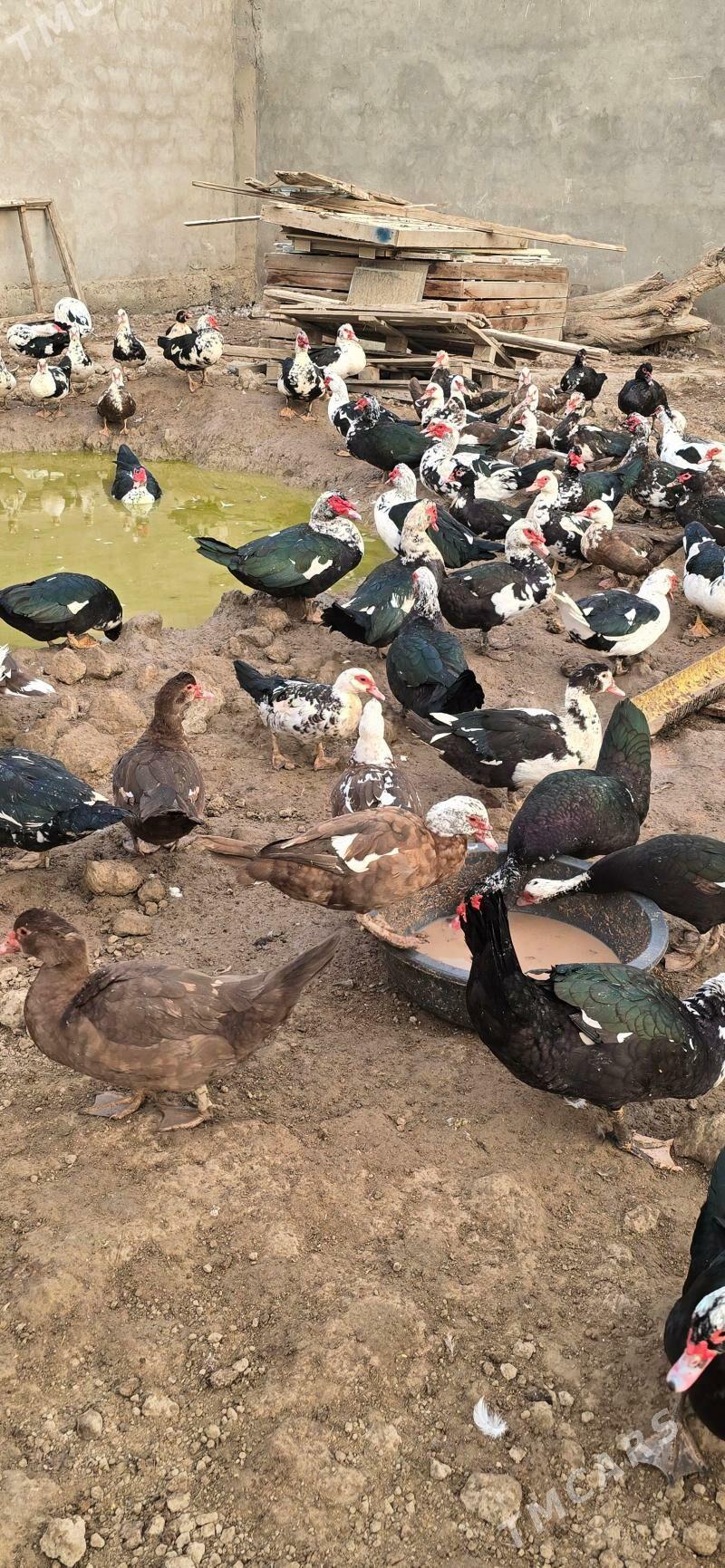 ordek indagutka - Бузмеин - img 4