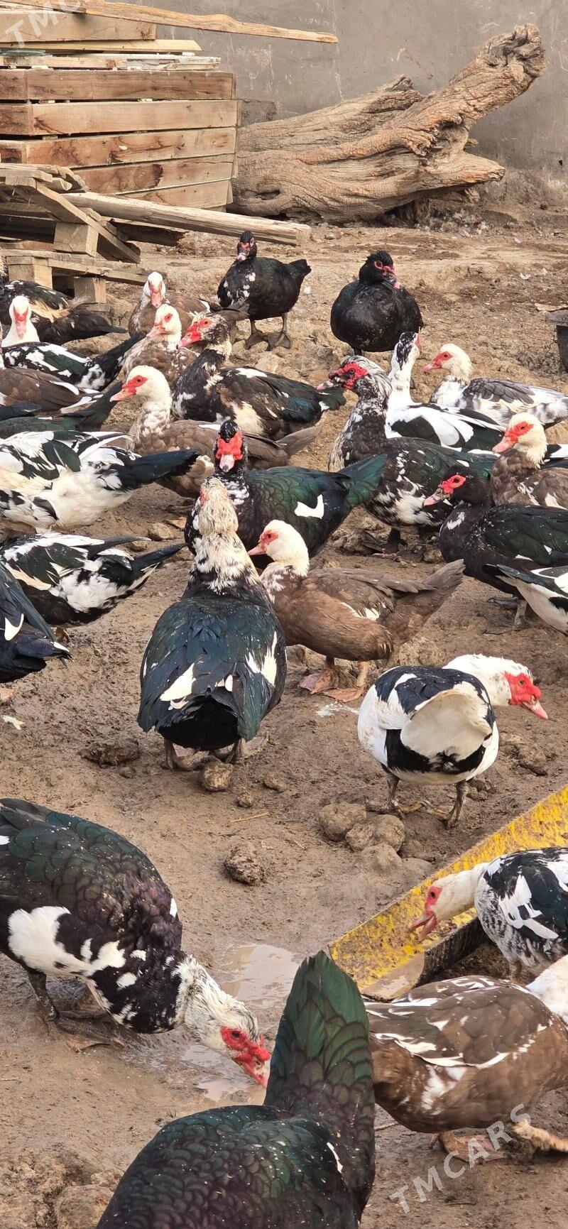 ordek indagutka - Бузмеин - img 3