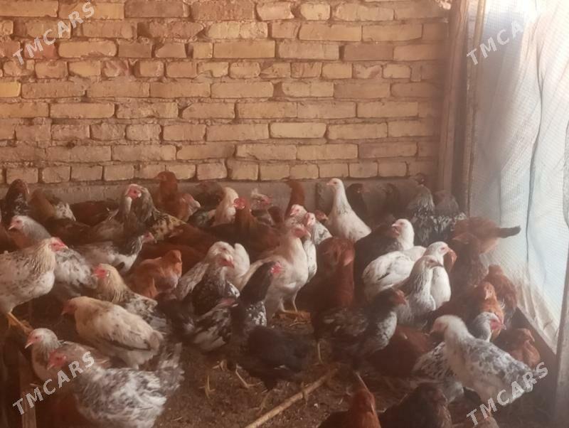 juje - Чарджоу - img 2