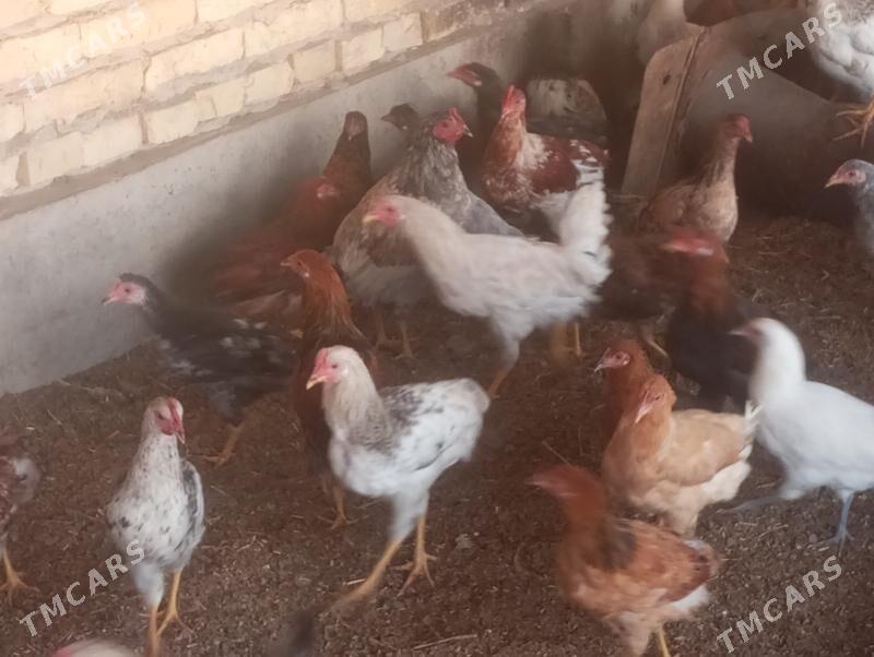 juje - Чарджоу - img 3