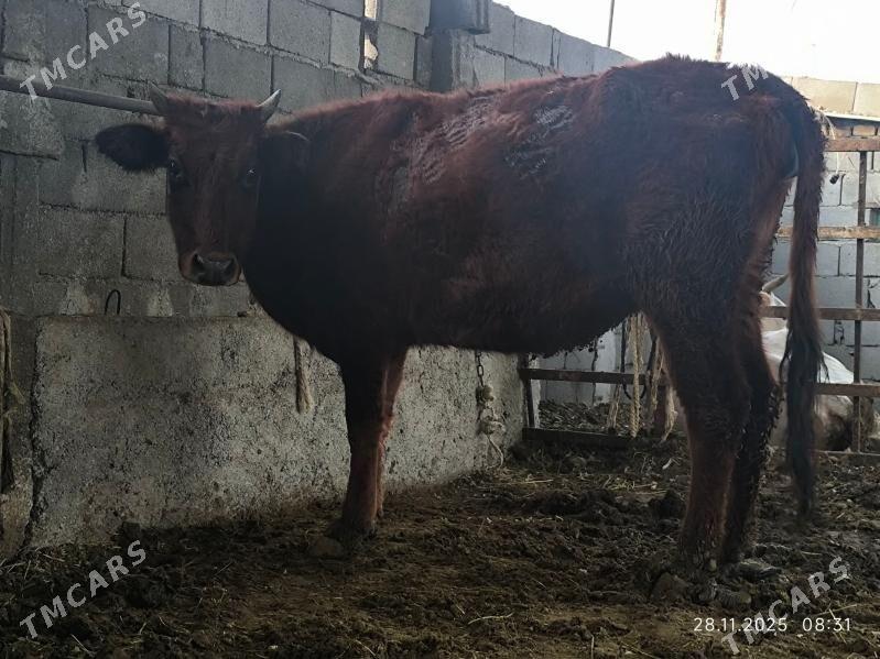 bogaz tuwe - Чоганлы - img 3