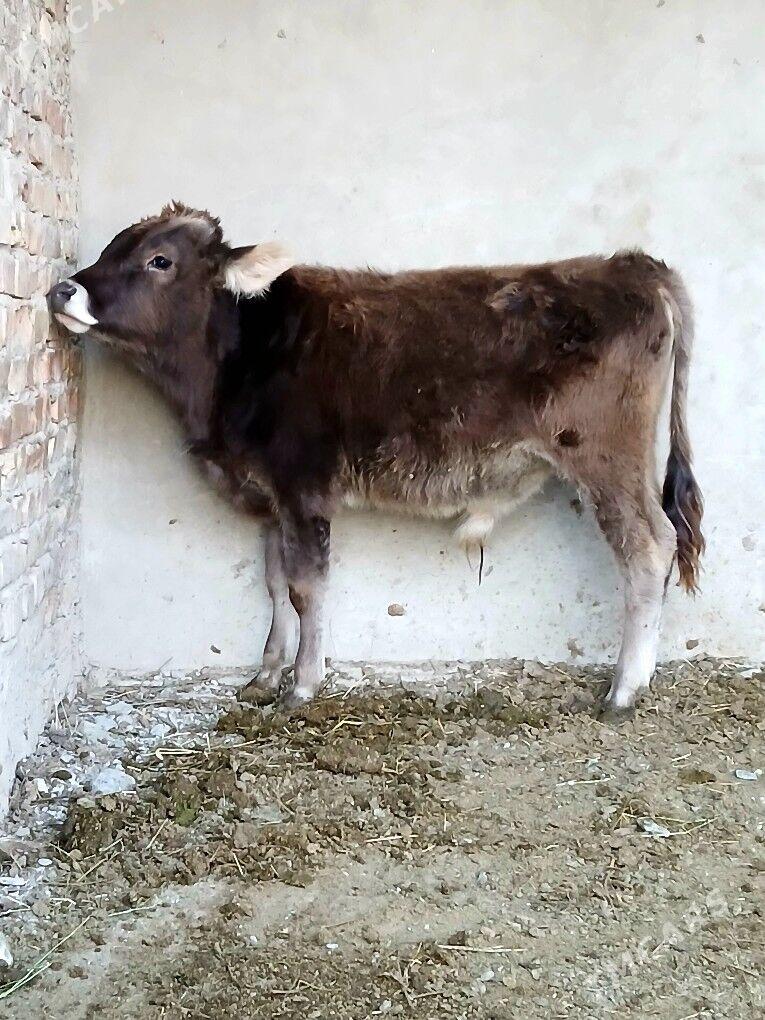 Swes okuzce - Bäherden - img 3