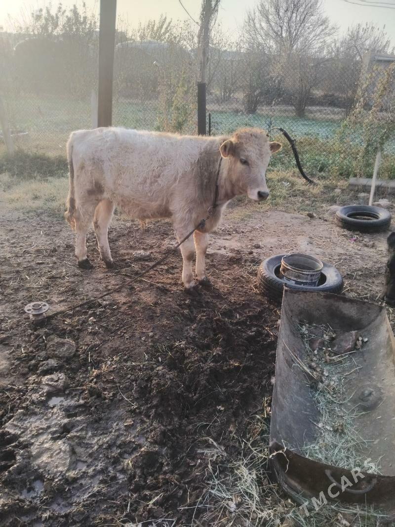 òkùz - Murgap - img 2