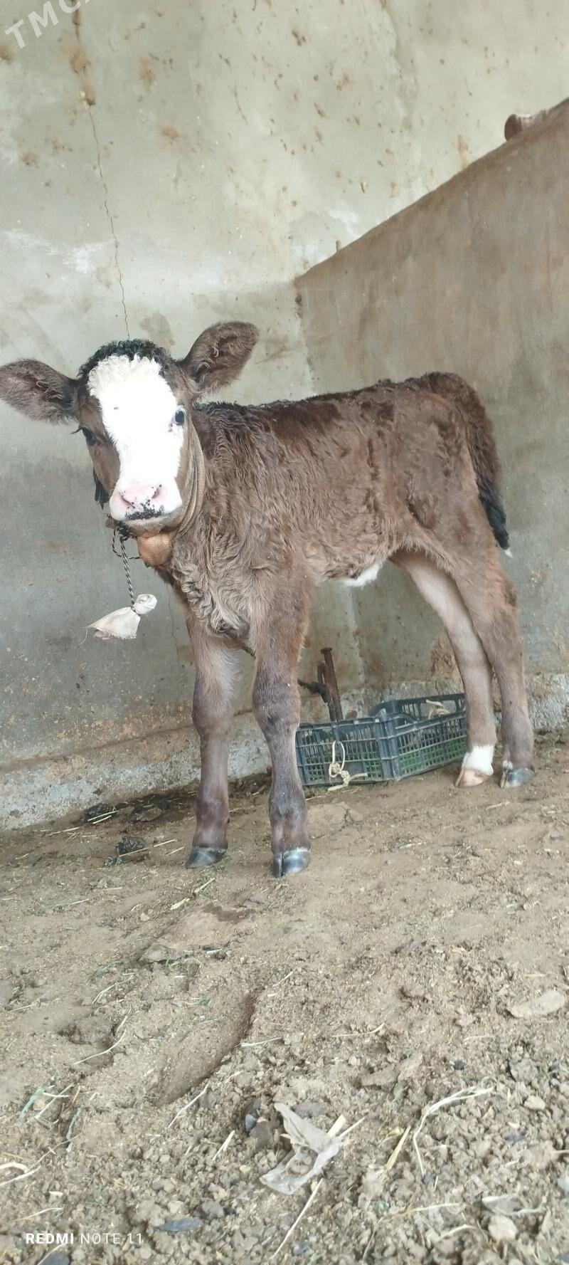 Göleli sygyr - Гёкдепе - img 3