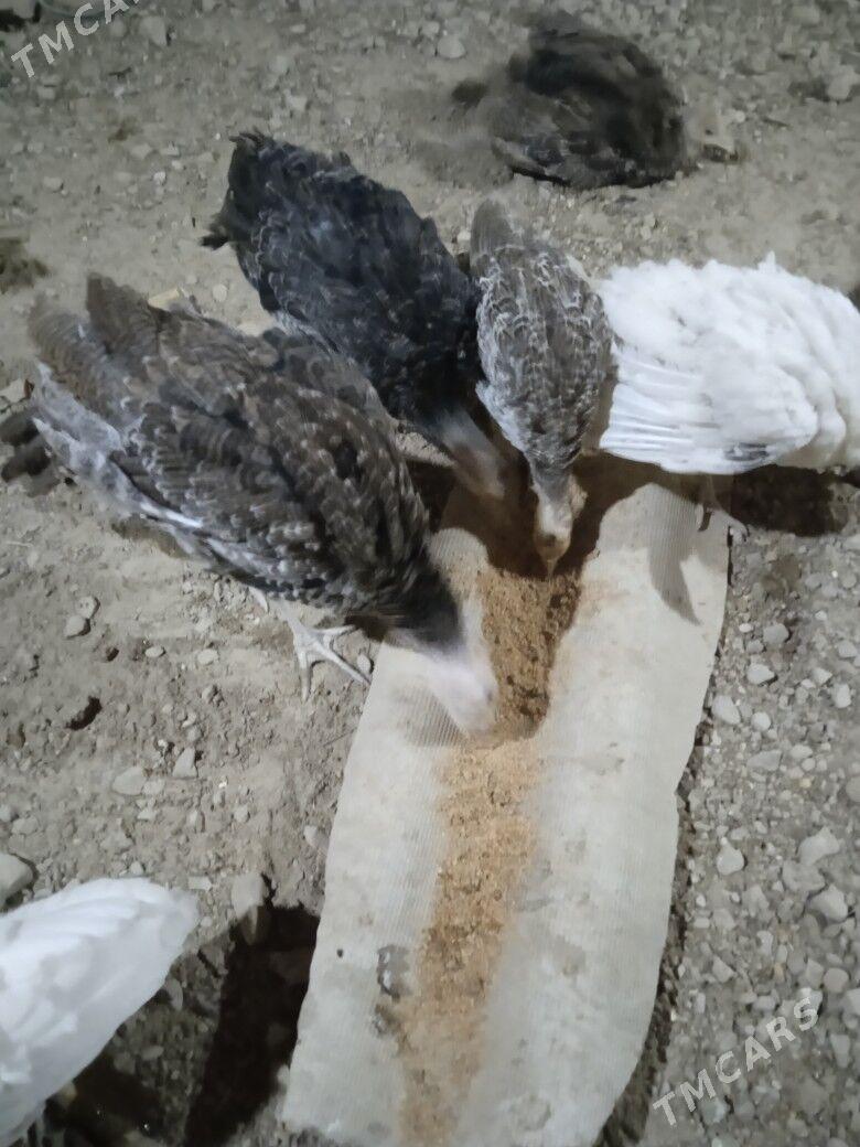 induk - Мары - img 2