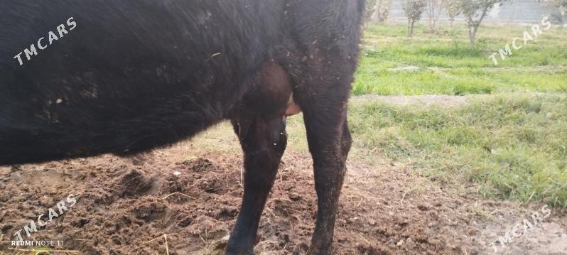 Göleli sygyr - Гёкдепе - img 5