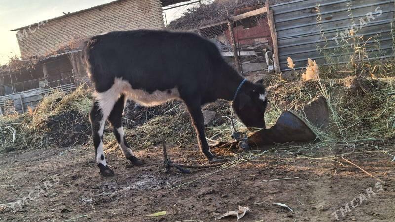 galşteýn göle - Çärjew - img 2