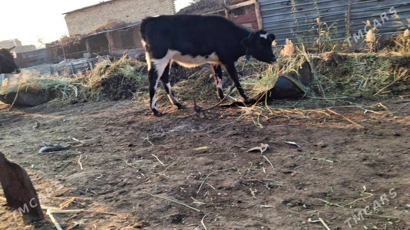 galşteýn göle - Çärjew - img 3