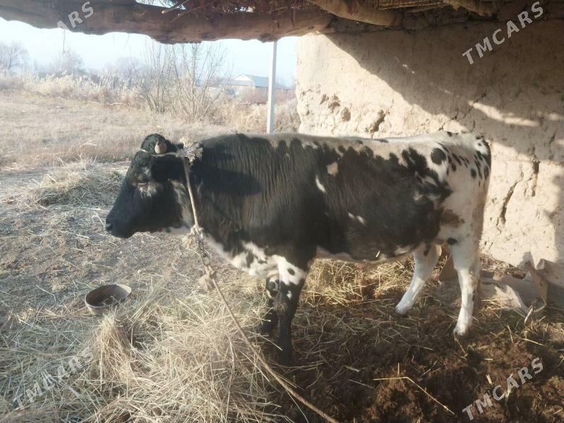 Öküz - Türkmenbaşy etr. - img 3