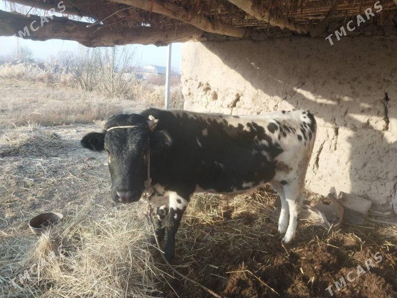 Öküz - Türkmenbaşy etr. - img 2